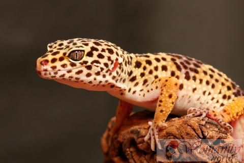 Leopard funktioner gecko
