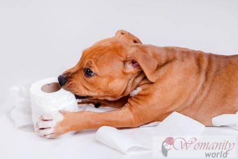 Gemensamma ätstörningar hos hundar: pica och coprofagia