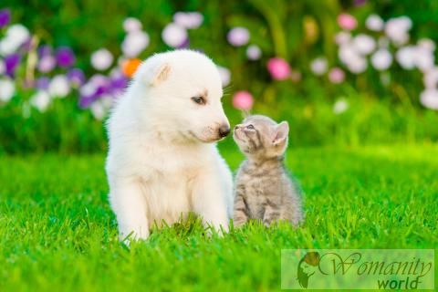 Ont un chat et le chien dans la maison, il est possible