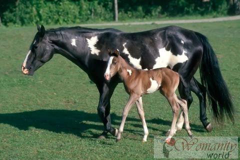 Gezondheid en voortplanting Pinto Paard