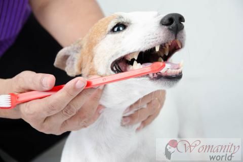 Hoe je tanden te poetsen onze hond