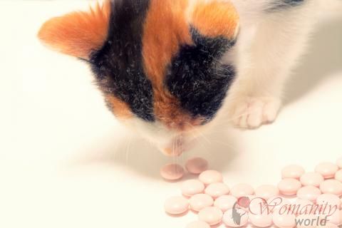 Avvelenamento da Cat di farmaci per uso umano