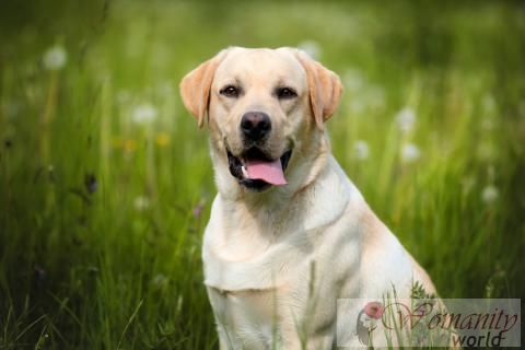 Labrador retriever funktioner