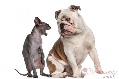 Hauptprobleme bei der Koexistenz zwischen Hunden und Katzen