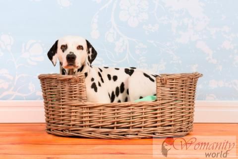 Beratung für die richtige emotionale Erziehung Hund