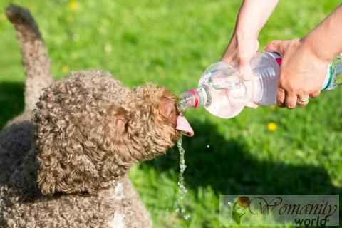 Behandeling van zonnesteek in uw huisdier en preventie
