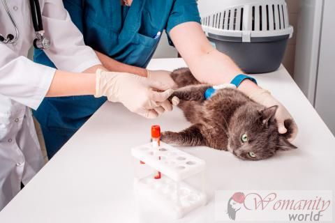 Diagnosi di anemia nei gatti e associati malattie.