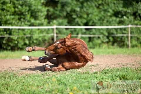 Come riconoscere una colica del cavallo: sintomi e la diagnosi