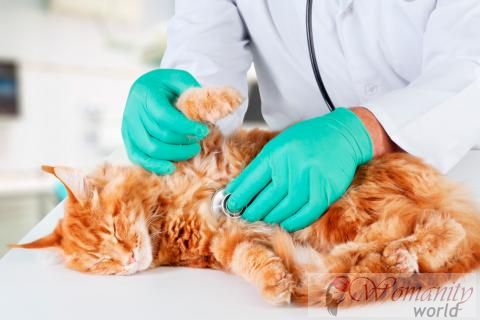 I sintomi di anemia nel gatto