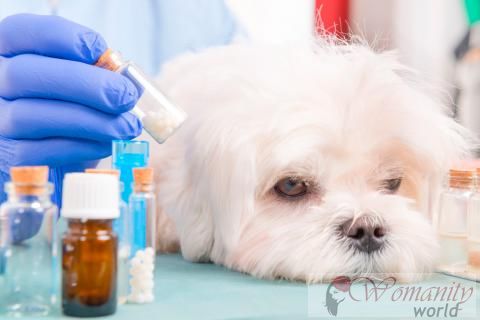 Behandlung und Pflege des Hundes mit Alzheimer